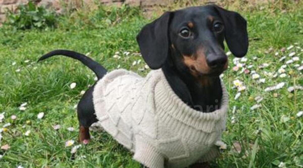 Tentato furto a Marina Centro: il cane abbaia e il ladro fugge - 