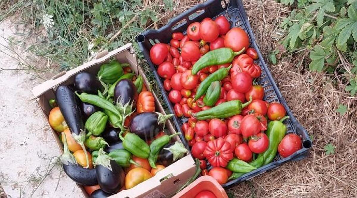 Un raccolto da oltre 100 kg per l'orto sociale degli Scout di Misano -