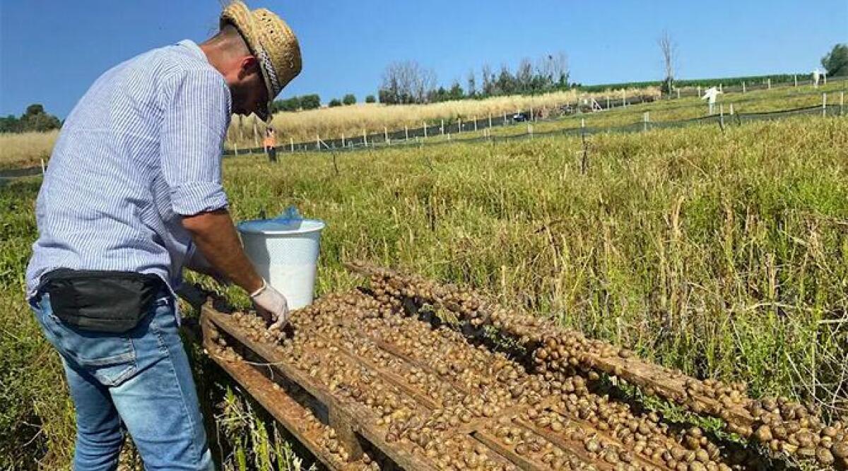 Rimini, al via un corso per diventare allevatore di lumache - 