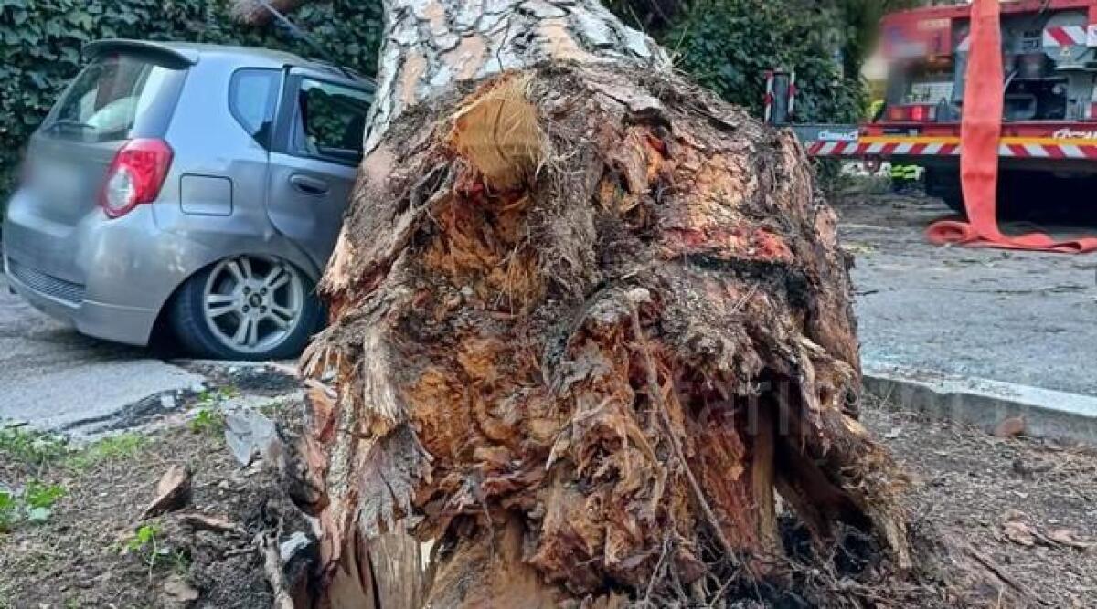 Riccione: albero crolla su un'auto, conducente miracolosamente illeso - 