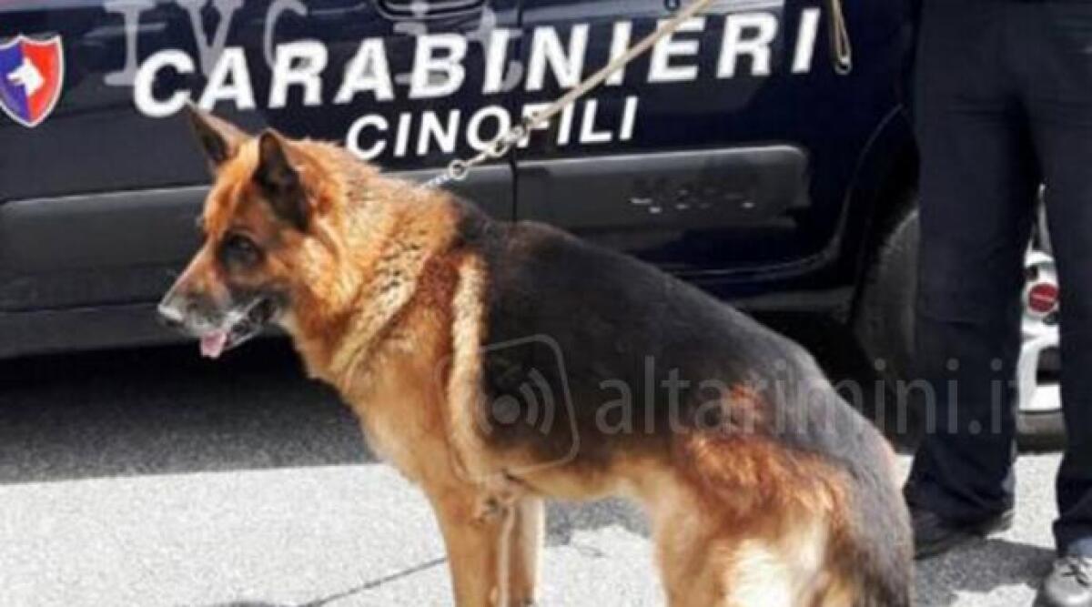 Possedeva 16 chili di coca e 8,5 di hashish, muratore arrestato - 