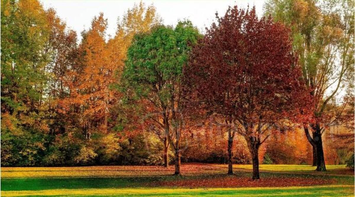 A Cattolica, piantumati oltre 220 alberi nei giardini e nelle scuole -