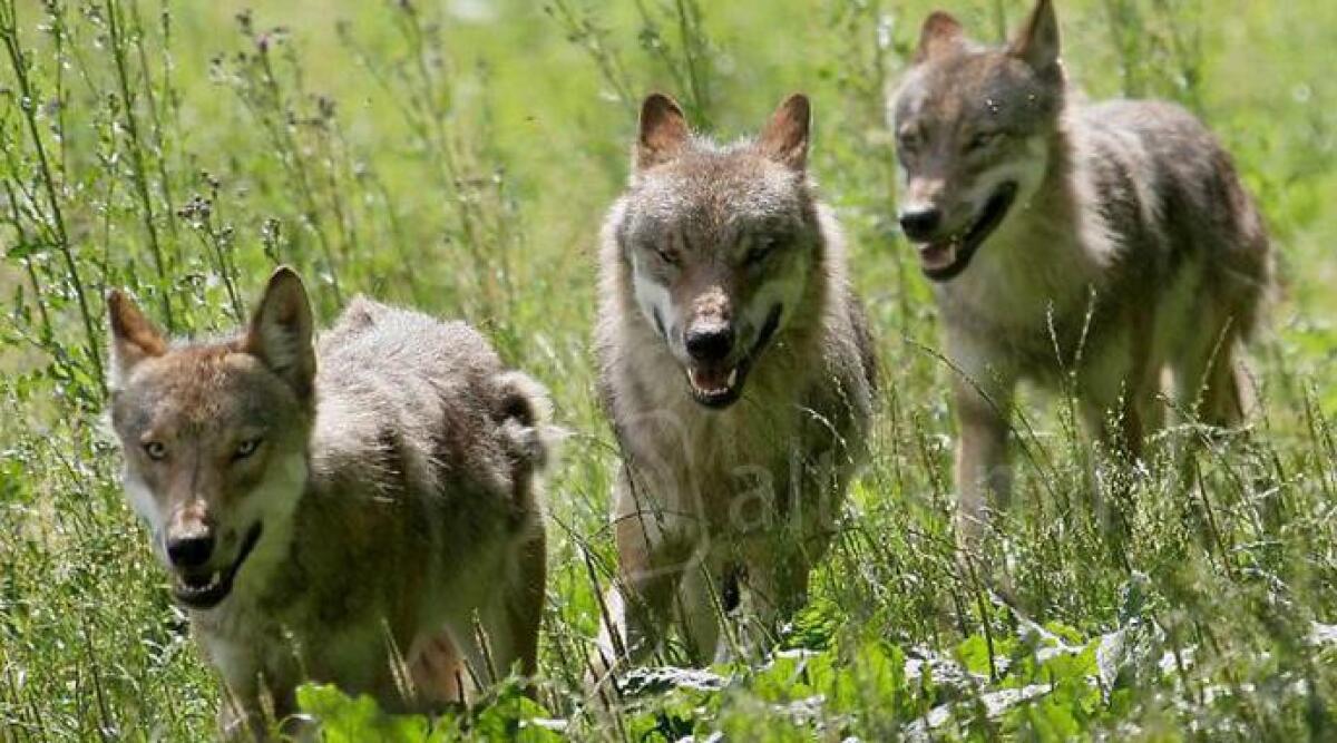 Pennabilli, lupi a 50 metri dai vitellini: allevatori rilanciano l'allarme - 