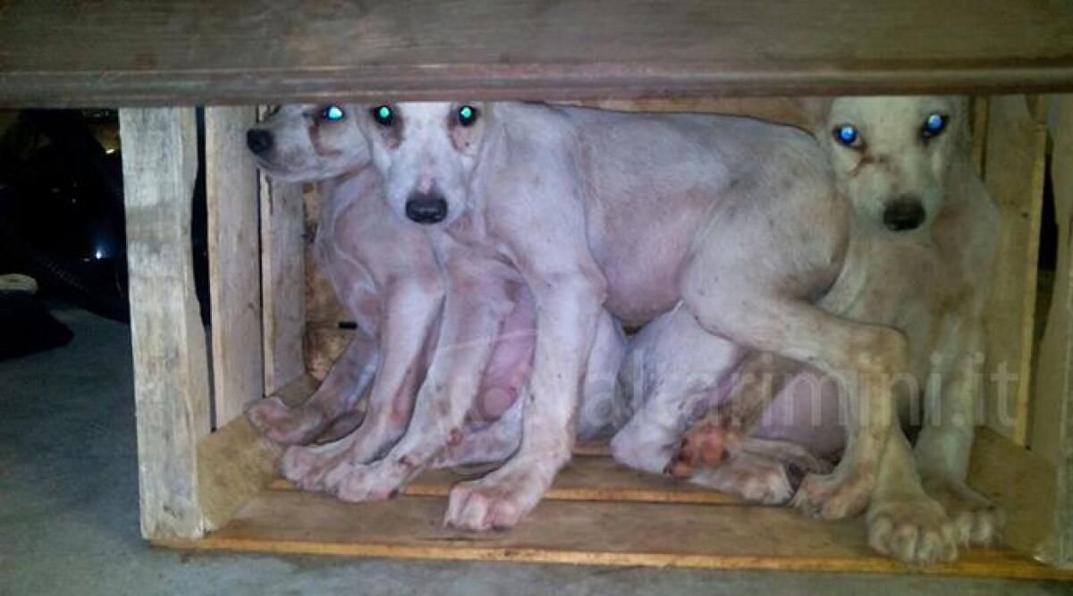 Cuccioli di cani imbavagliati e abbandonati: la 25enne indagata si dichiara estranea ai fatti -