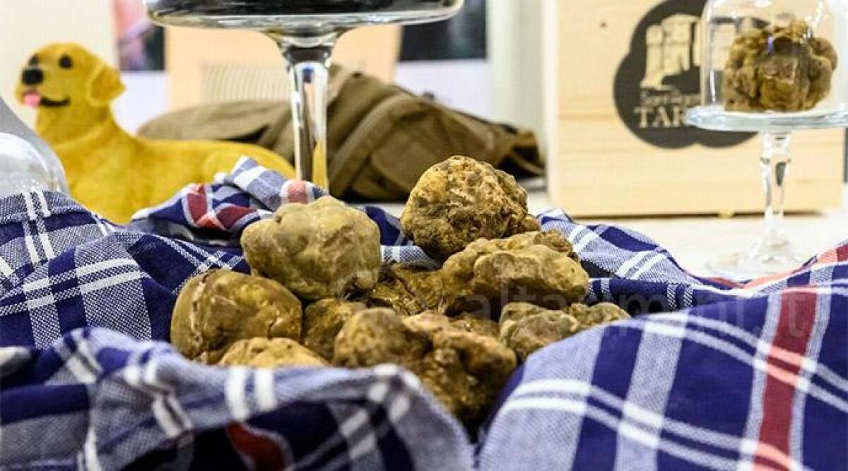 Al Grand Hotel di Rimini alla scoperta dei tesori di Romagna: c'&egrave; anche il tartufo bianco - 