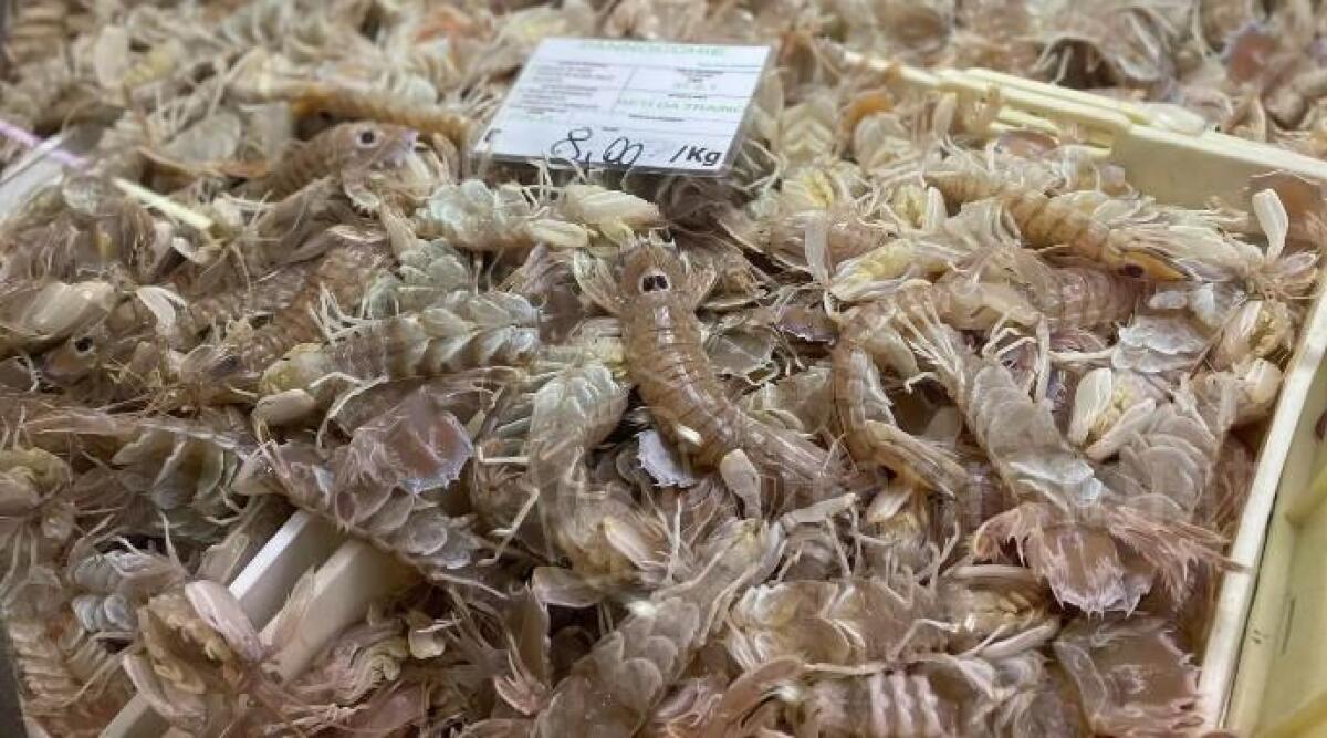 Mercato coperto di Rimini, la mareggiata porta un'eccezionale pesca di canocchie - 