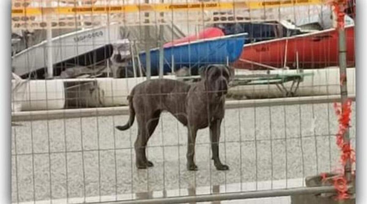 Segnalazione: cane smarrito e avvistato a Rimini - 