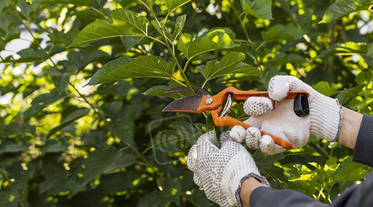 Rimini: nasce gruppo residenti che vuole piantare alberi e tutelare il verde - 