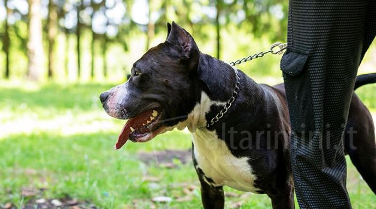 Due Pitbull sbranano un cagnolino del vicino poi feriscono anche il padrone - 