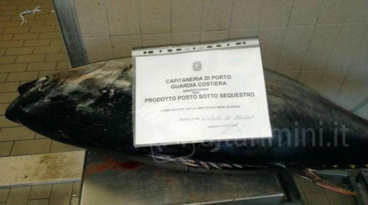 Controlli nelle pescherie, 500 kg di prodotti sequestrati&nbsp;su tutta la costa - 