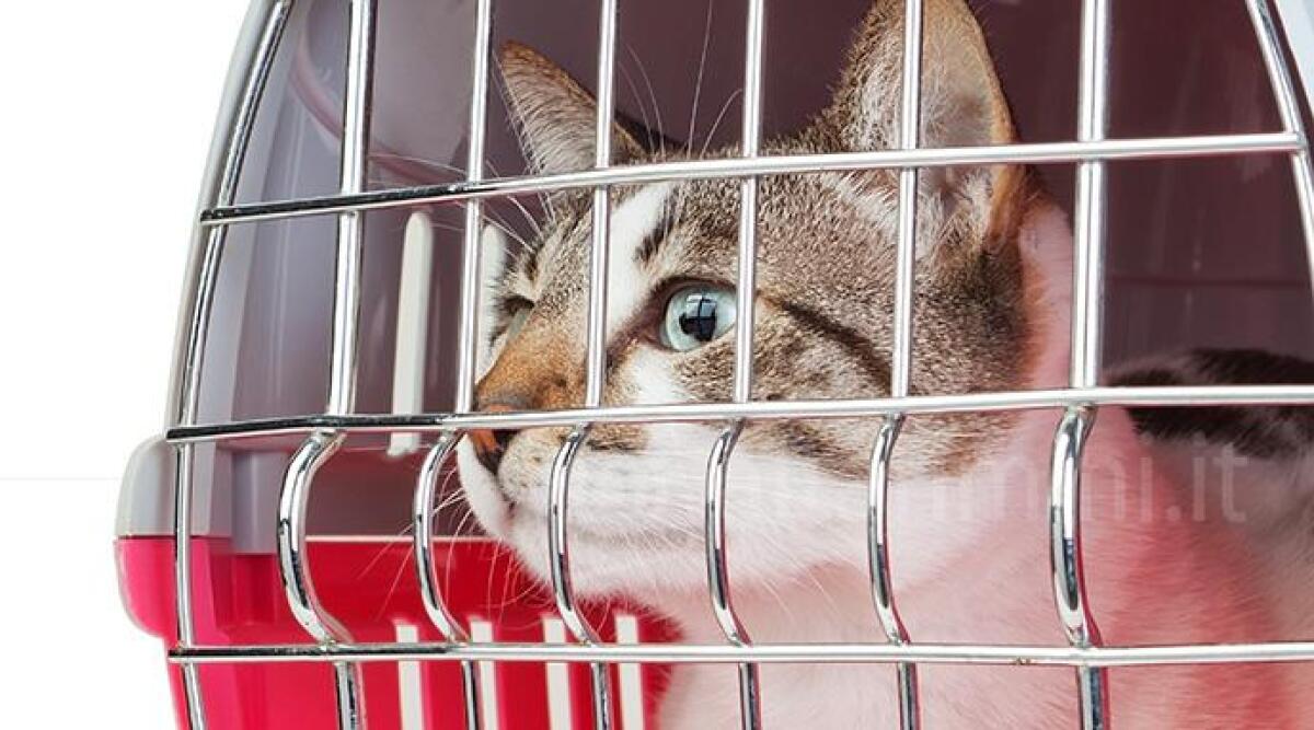 Gatto catturato e ucciso da una trappola, 56enne a processo -