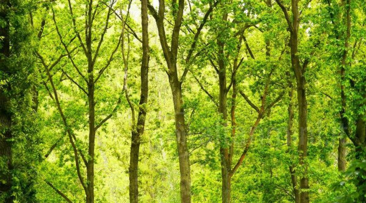 La Giornata dell'Albero di Riccione nella scuola primaria San Lorenzo - 