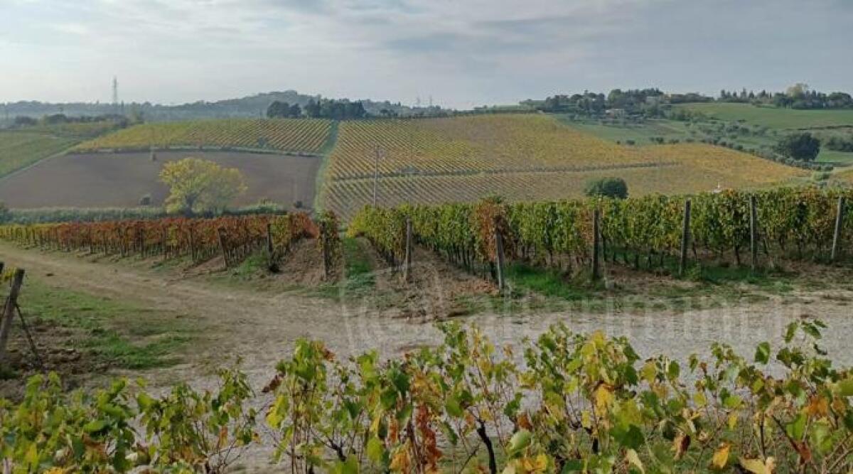 I colli di Rimini da camminare e da bere in uno speciale trekking -