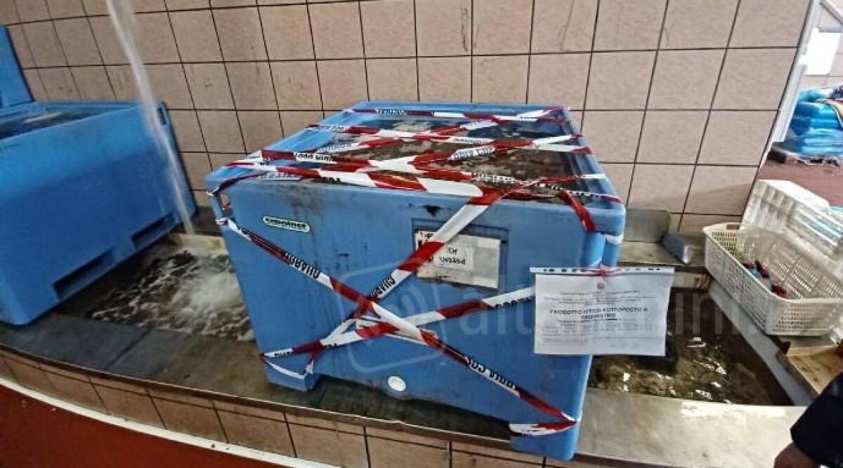Pesce senza etichetta e mal conservato, sequestrate 2 tonnellate e mezzo di prodotti ittici e 80mila euro di multe - 