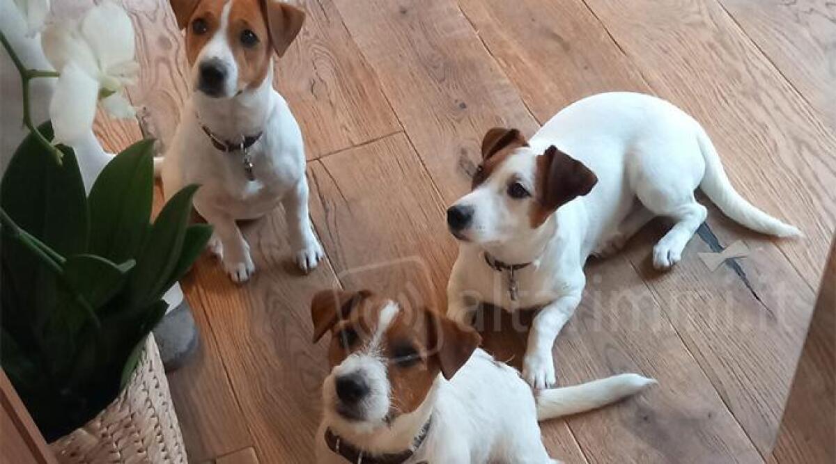 Segnalazione: San Leo, scomparsi cuccioli di Jack Russell -