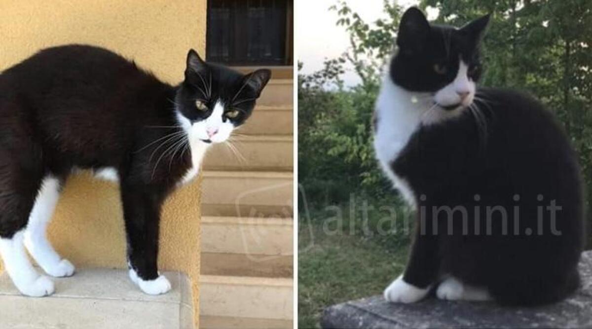 Segnalazione del lettore, gatto smarrito: 'Aiutateci a ritrovarlo' - 