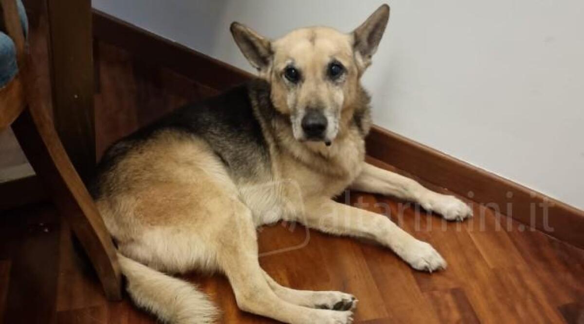 Da Roma a Rimini per Pepe: il cagnone anziano ha trovato una famiglia - 