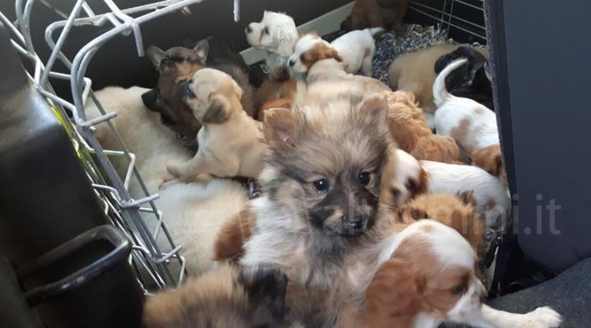 Traffico di cuccioli dall'estero, tra i condannati un commerciante di animali di Rimini - 