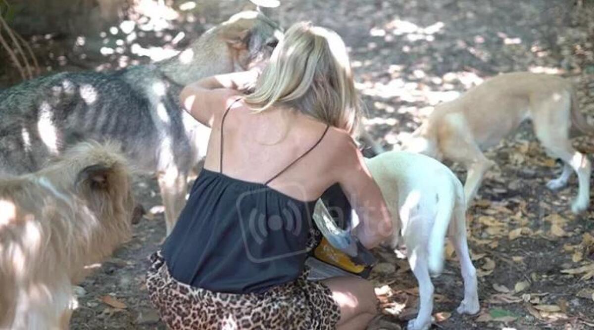 Sant'Agata Feltria, animali randagi o maltrattati: raccolta fondi per il rifugio 'Casa Selvatica' - 
