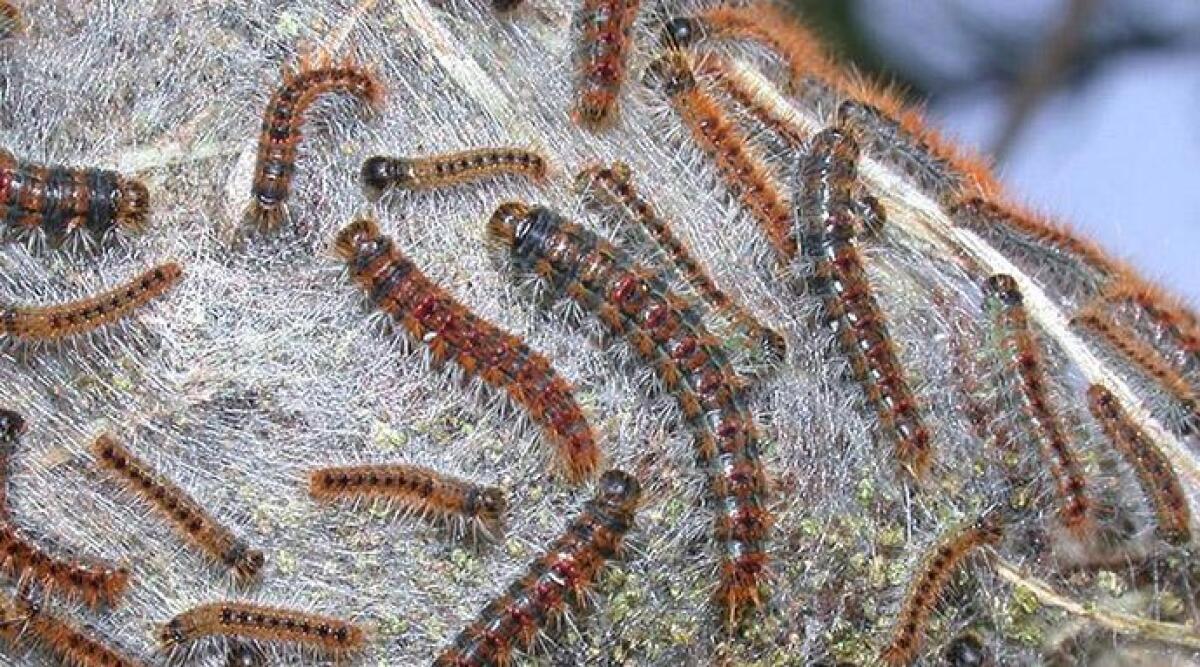 Lotta alla processionaria: 120 alberi trattati a Santarcangelo. Nuove piantumazioni in arrivo - Foto di repertorio