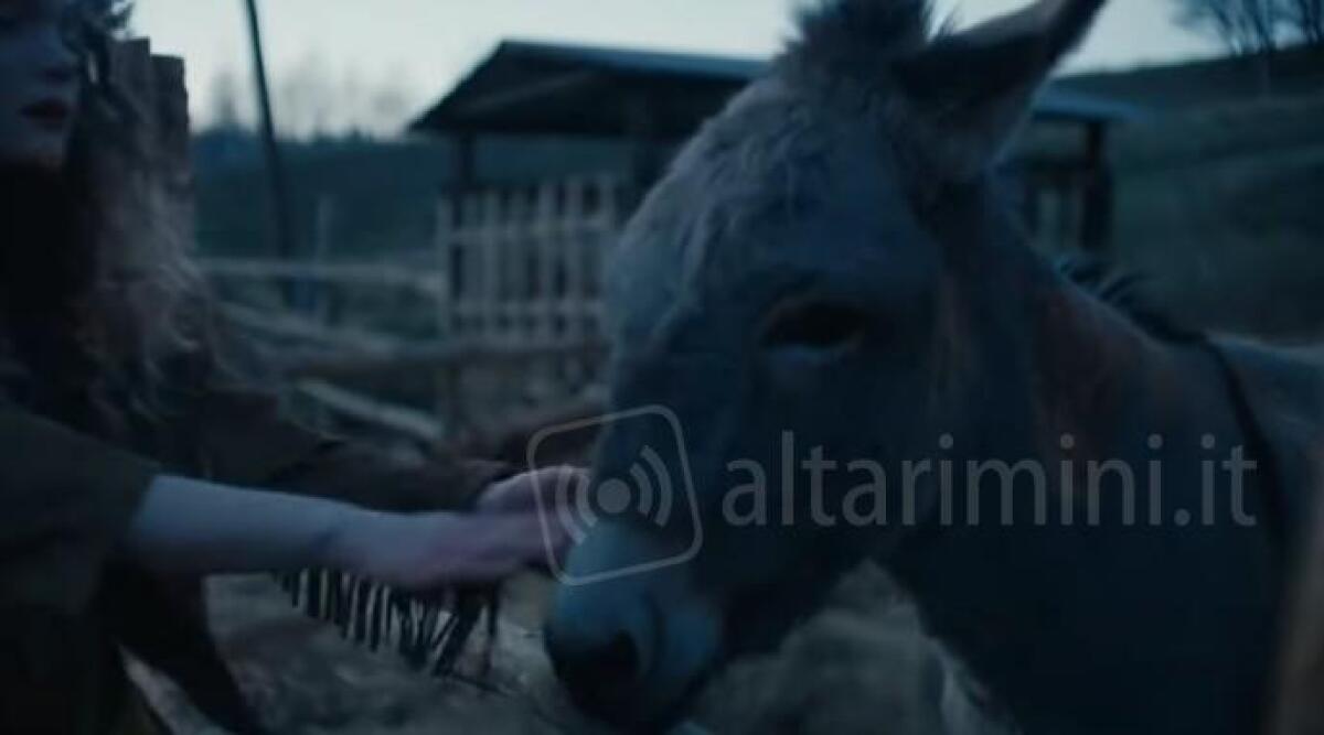 La storia dell'asinello EO al Cinema Tiberio di Rimini - Una scena del film