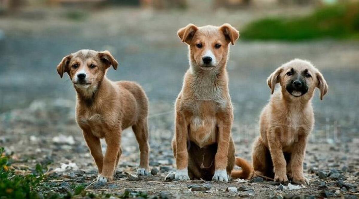 Lettera anonima accusa gestione del canile di Riccione, la dura replica: 'Un atto codardo' - Archivio