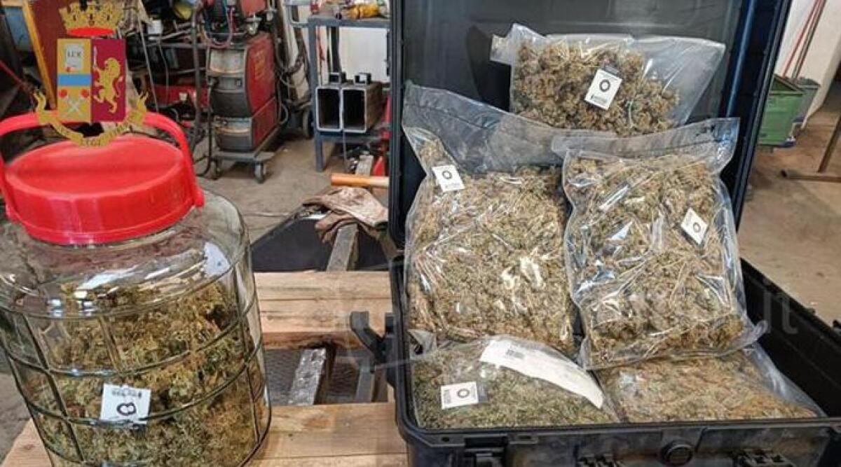 Droga, maxi traffico nel nord Italia: coinvolta anche Rimini - La droga sequestrata (foto Ansa)