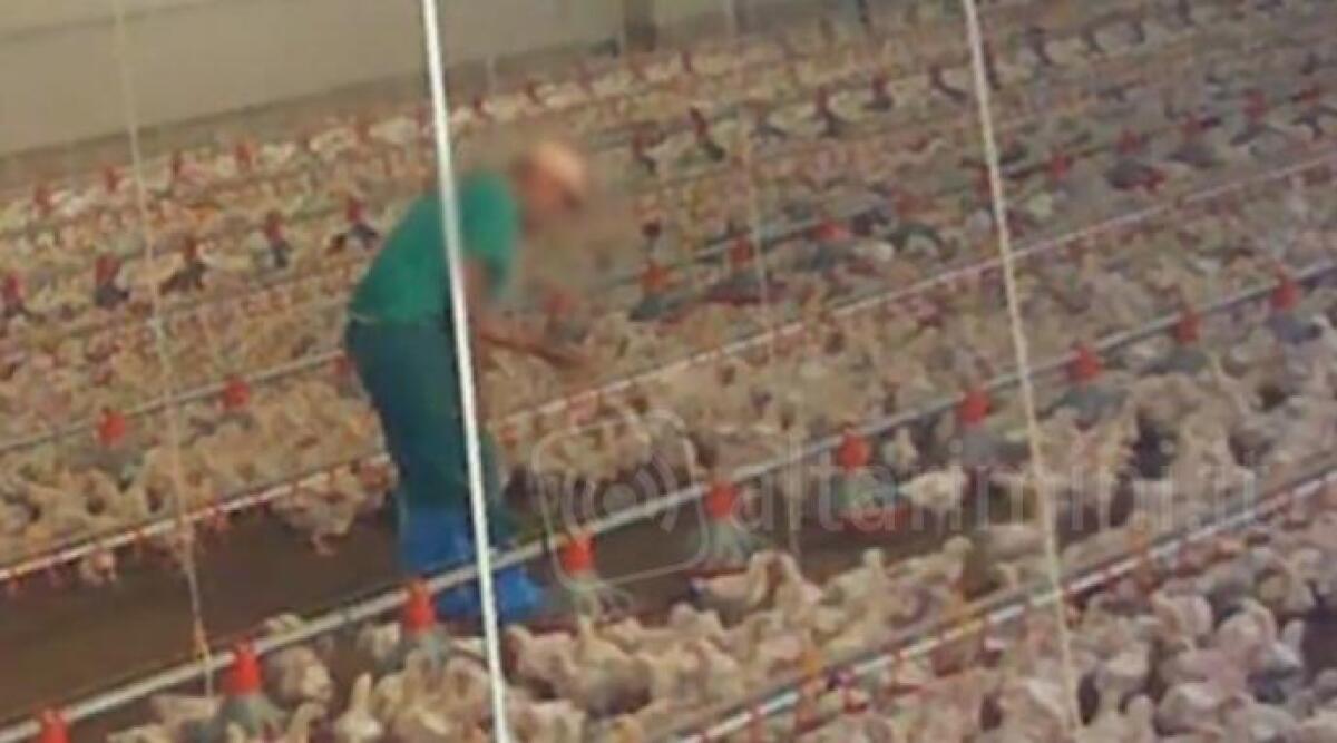 Allevamento polli, interrogazione 5 Stelle alla Camera: "Aumentare controlli" - Un fermoimmagine della trasmissione Report