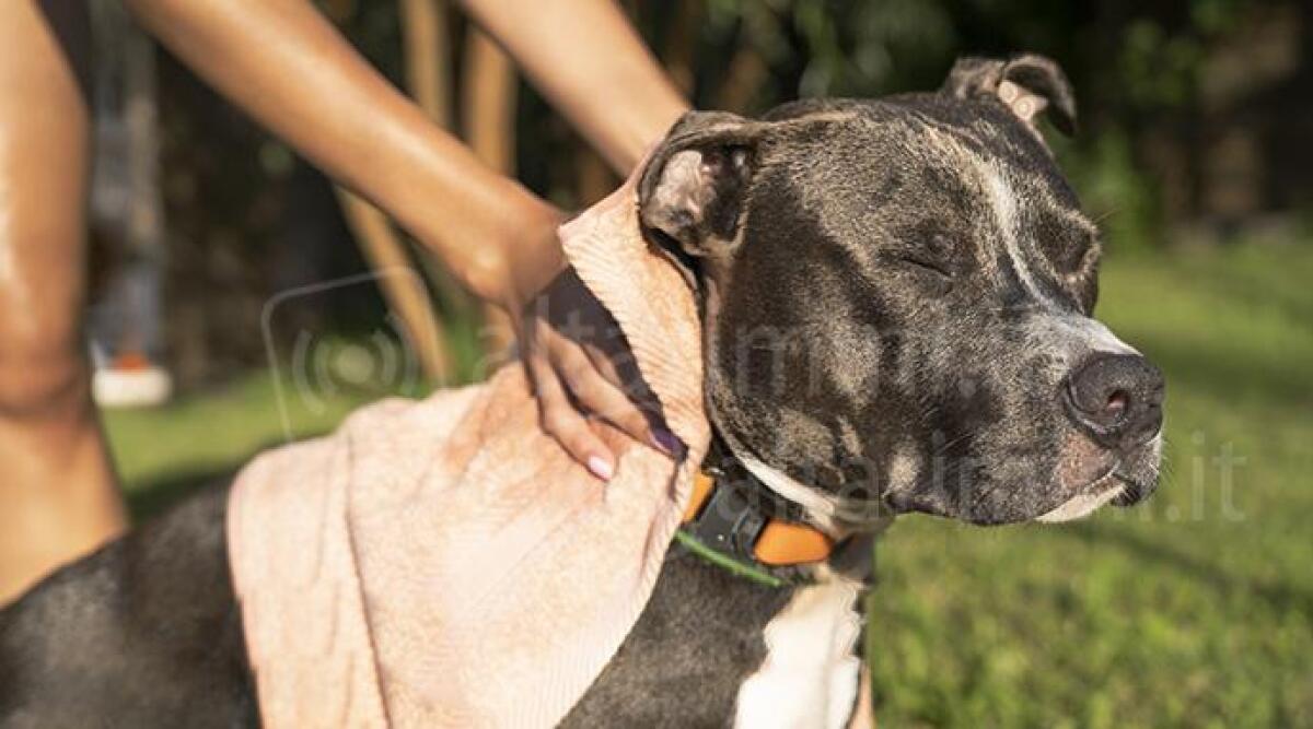 Rimini, la giunta approva il progetto per il nuovo canile nell'ex polveriera dell'Esercito - Archivio