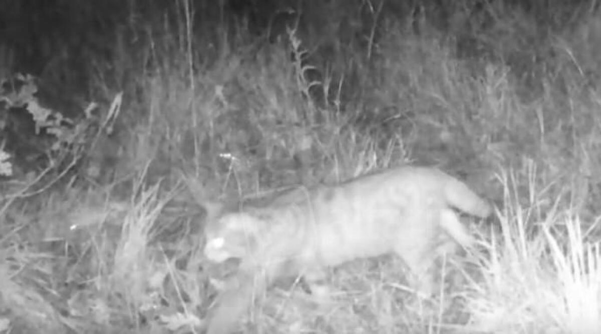 Avvistato raro esemplare di gatto selvatico nelle campagne di Pennabilli - Il gatto selvatico immortalato dalla fototrappola