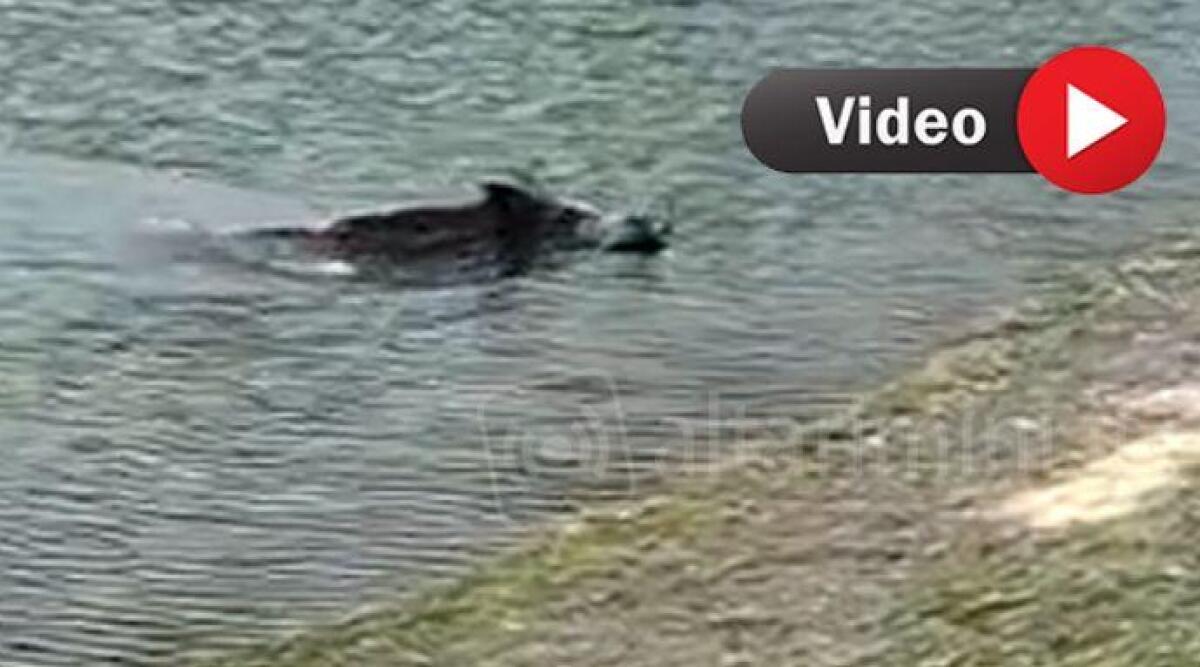 Pennabilli: cinghiale nuota indisturbato al lago di Soanne - Il cinghiale mentre nuota