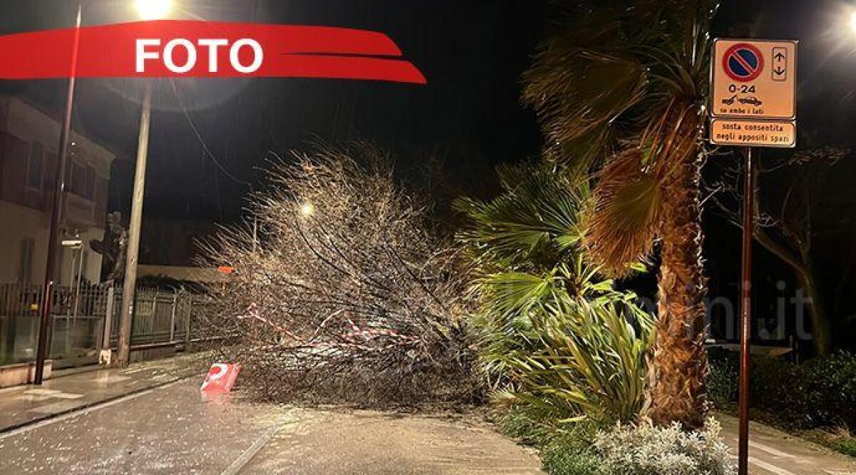 Pioggia, vento e neve: nel riminese oltre 50 interventi in 48 ore per i vigili del fuoco - Una pianta caduta in via Sacramora