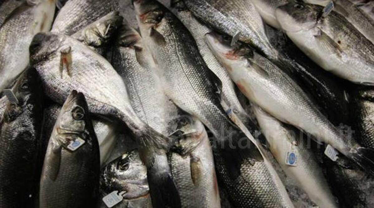 Multe al Mercato coperto per la mancata emissione dello scontrino fiscale - Archivio