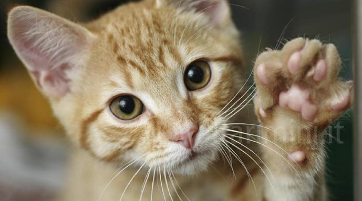 Morta in casa a San Leo, i tanti gatti che accudiva hanno bisogno di cure - Archivio