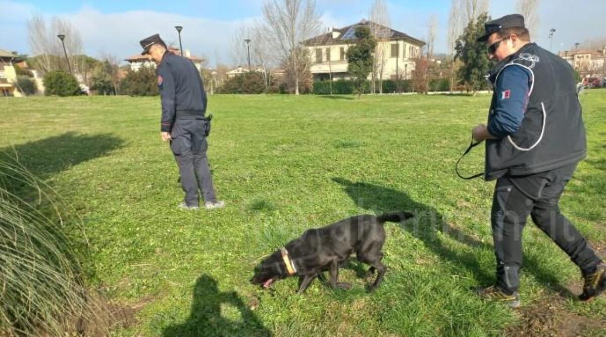 Bocconi esca per avvelenare i cani, 'Girano troppe fake news'. E i Forestali aumentano i controlli - Forestale in azione