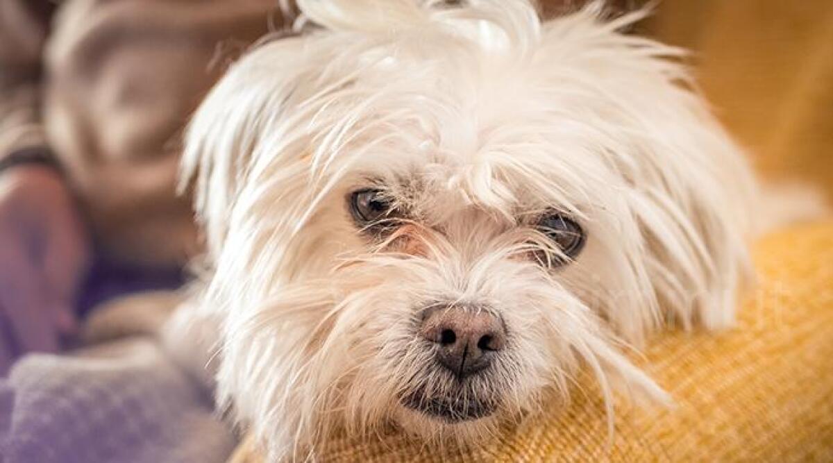 Picchiano il cane e finiscono nei guai: denunciati marito e moglie. Un video riprende le violenze - Un cane maltese