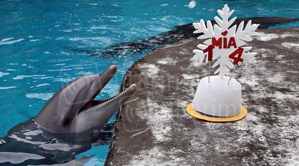 Buon compleanno Mia: la delfina compie 14 anni. La festa continua nei Parchi Costa - La delfina Mia