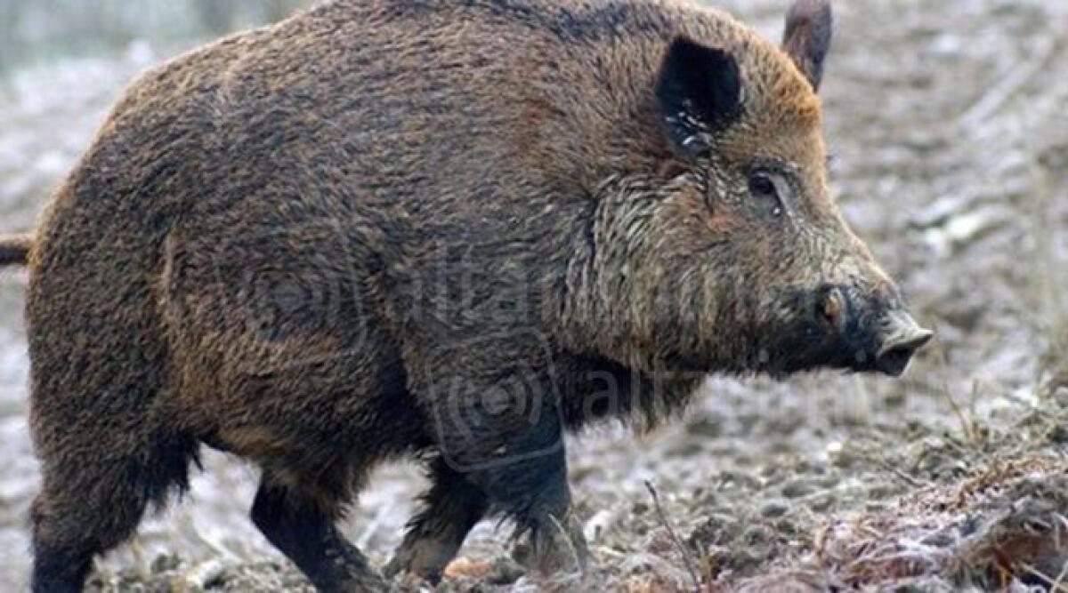 Cinghiali, agricoltori contro la normativa regionale: 'Noi esclusi dalle battute di caccia' - Foto di repertorio