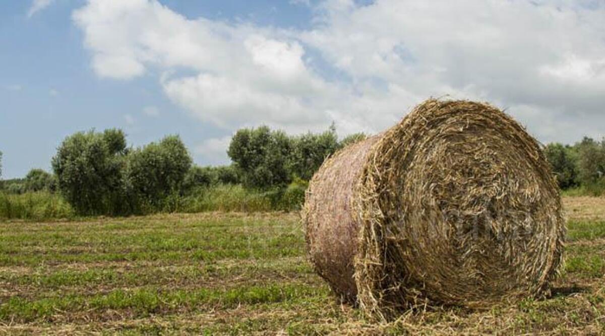 Aziende agricole giovani in crescita in Regione, a Rimini sono 110 - Immagine di repertorio