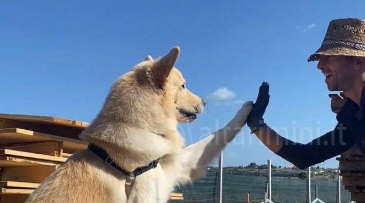 Le lumache in aiuto dei cani: dall'allevamento riminese tanti prodotti per i canili - Lito la mascotte dell'allevamento