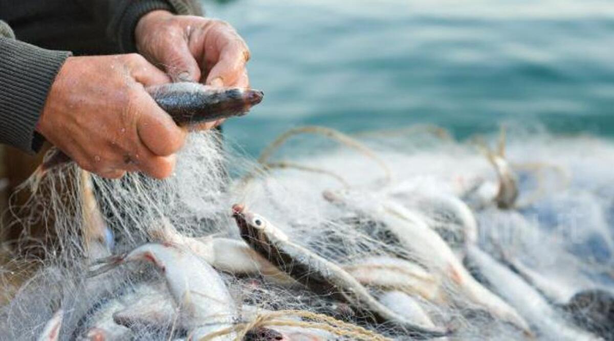 La domanda presentata tre giorni dopo, pescatori riminesi esclusi dai ristori 'fermo pesca' 2020 - Immagine di repertorio