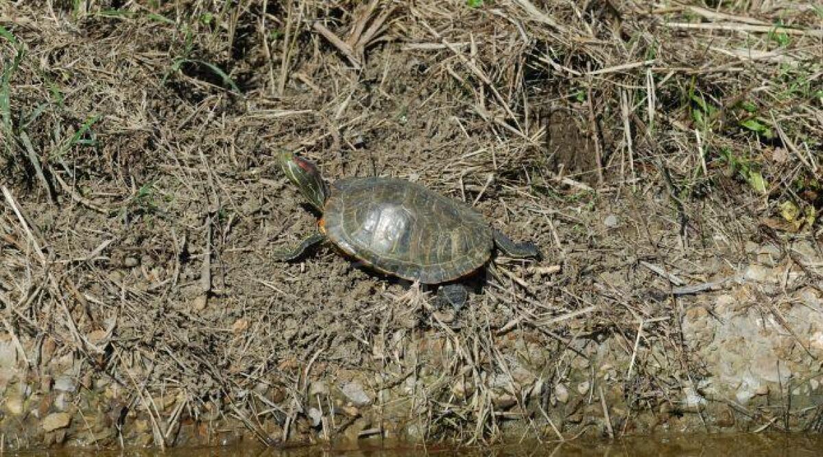 Tartarughe americane in spiaggia: Regione invita a portarle al Cras di Rimini - La Tartaruga americana - nella gallery la tartaruga autoctona