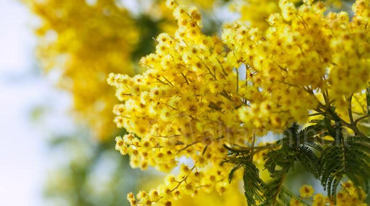 San Giovanni in Marignano celebra la Festa delle donne con tre appuntamenti - Immagine di repertorio