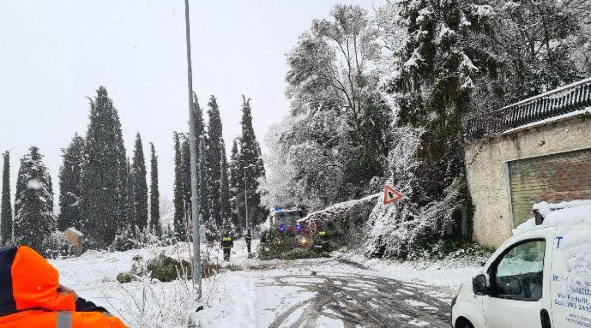 Neve a Rimini, cade un albero a Covignano: nessun danno - L'albero caduto a Covignano