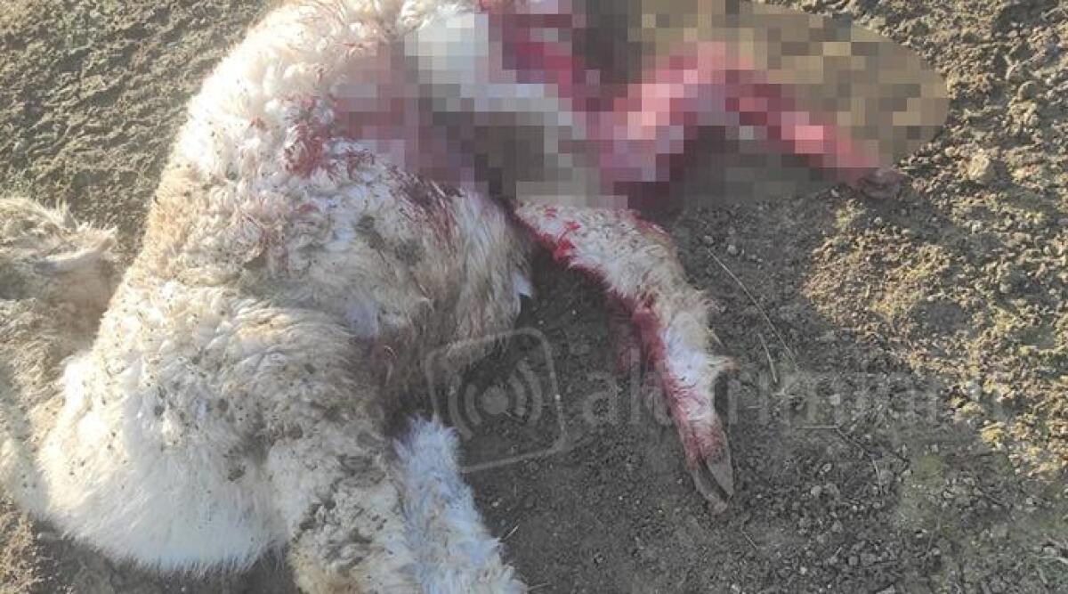 Lupi a Sant'Ermete sbranano e dilaniano tre alpaca nella fattoria didattica - Uno dei tre cuccioli di Alpaca sbranati dai lupi al podere Santa Pazienza