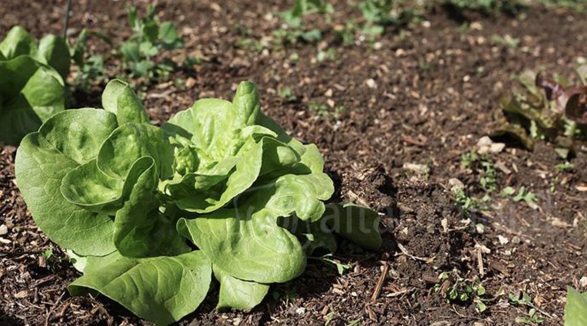 Rimini, 45 orti a disposizione di giovani con disabilit&agrave; - Foto di repertorio