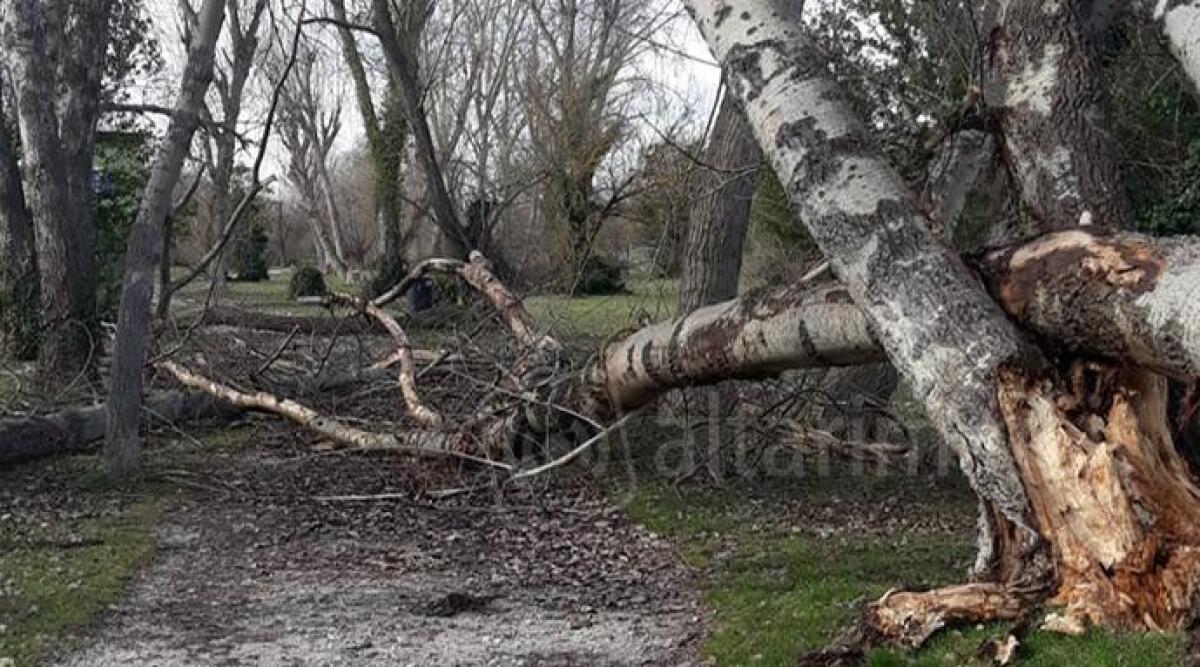 Rimini: alberi cadono sulla ciclopedonale del Parco Marecchia - Alberi caduti sulla ciclabile