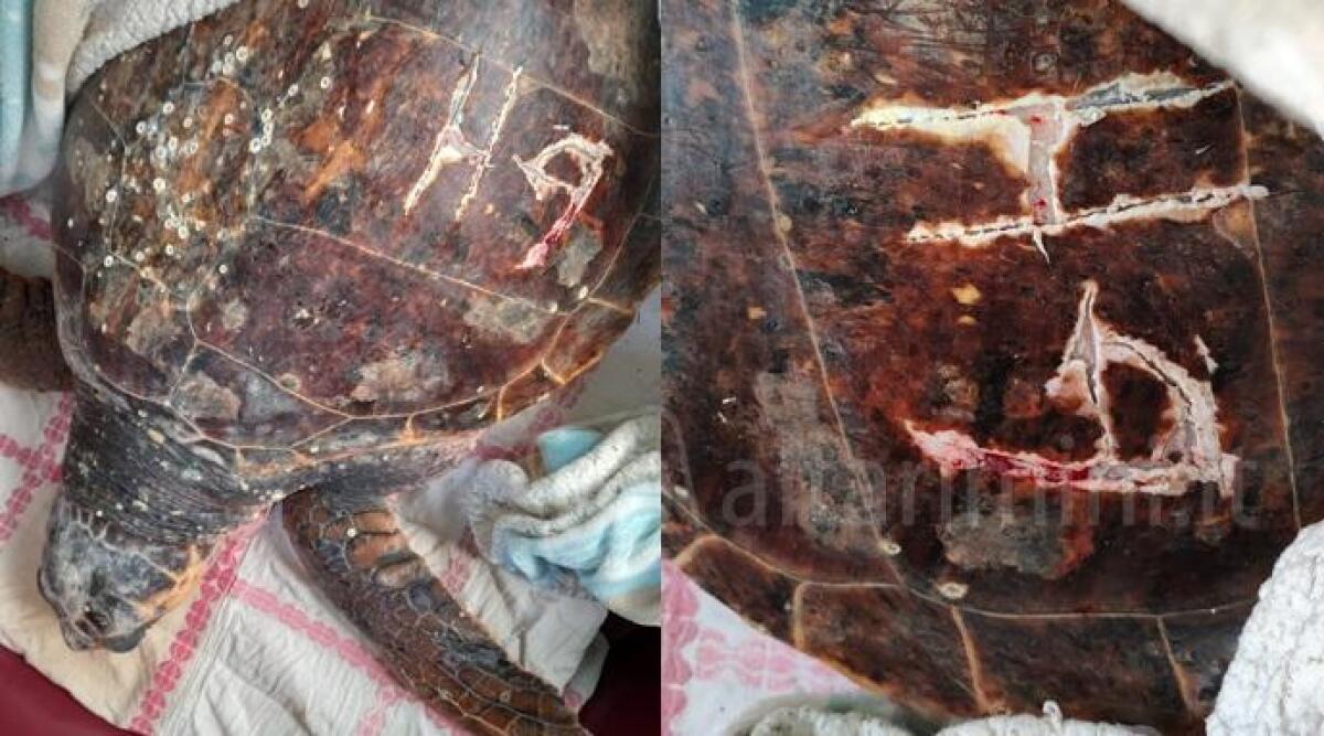 Tartaruga seviziata da ignoti: le incidono delle lettere sul guscio con una lama - La tartaruga ferita