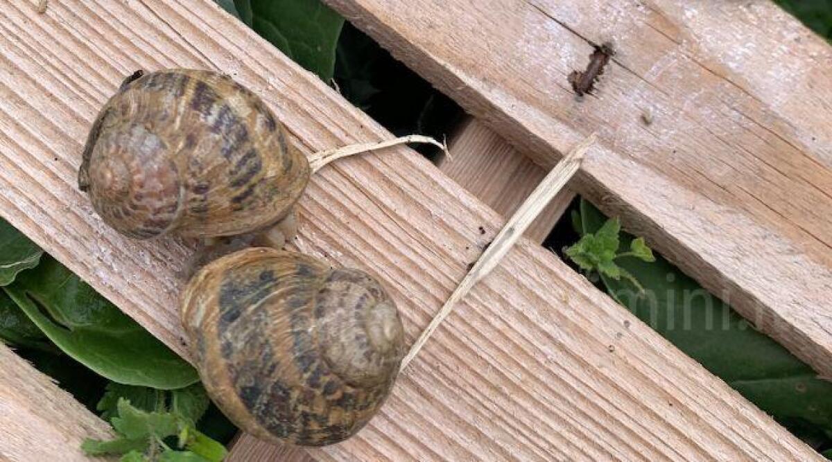 Lumache, nell'allevamento riminese inizia il periodo dell'accoppiamento - Immagine di repertorio