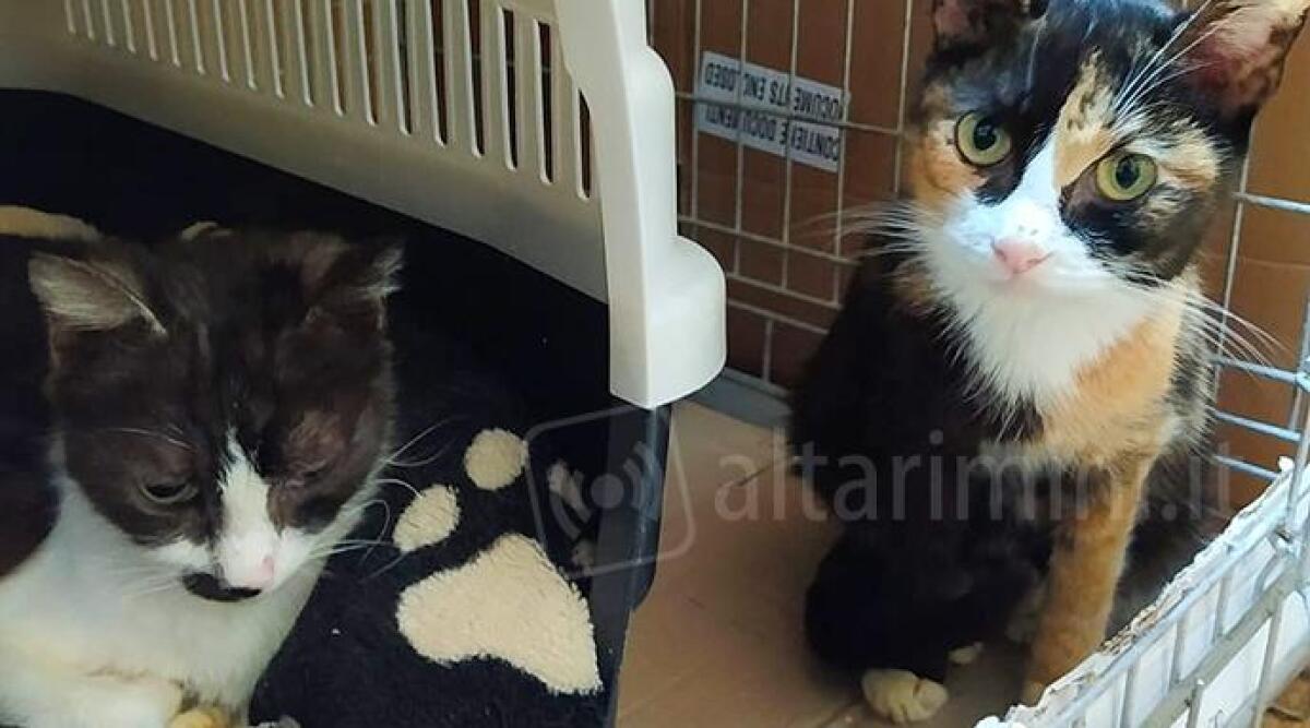 Gatti alla ricerca di una nuova casa dopo la scomparsa di Cristina a Montecopiolo - Angelo e Stella